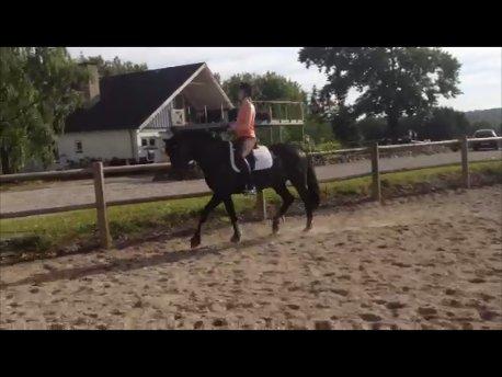 Fuldblod (XX) Staghøjgårds La Rochelle - Beklager kvaliteten, det er taget fra video :-) billede 5