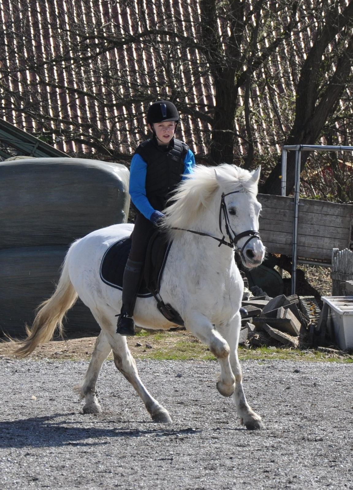 Anden særlig race Samson billede 5