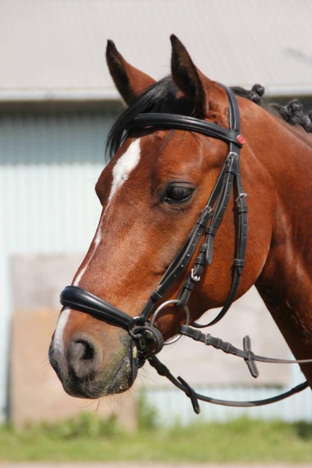 Tysk Sportspony Chantree - KØR 9/5-13 billede 3