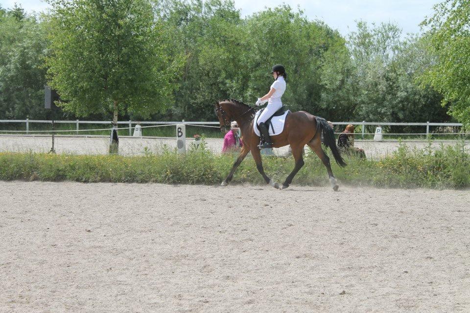 Tysk Sportspony Chantree - KØR 9/5-13 billede 14