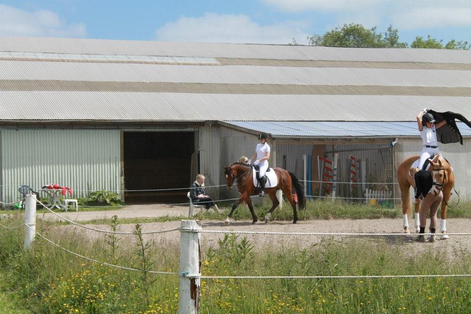 Tysk Sportspony Chantree - KØR 9/5-13 billede 6