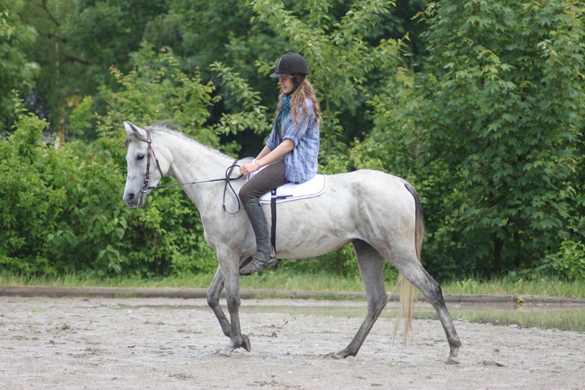Arabisk fuldblod (OX) Diemma "AMY" R.I.P -Forever in my heart- billede 9