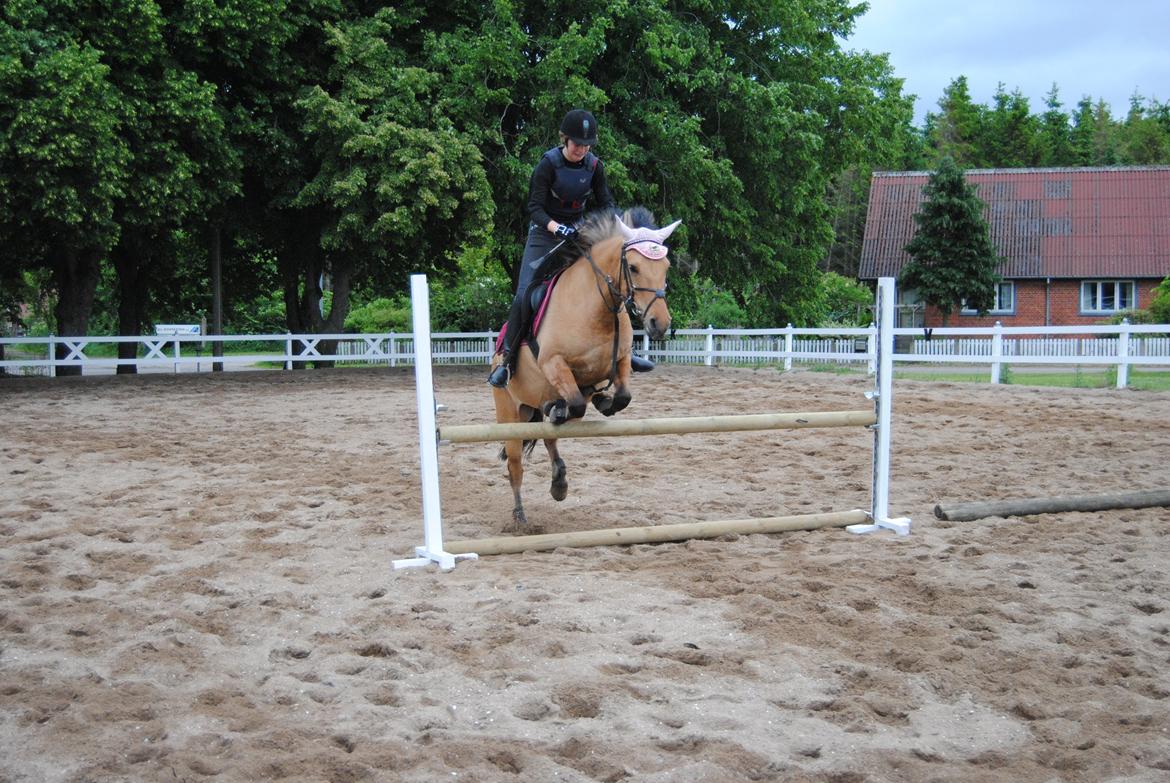 Anden særlig race Baunehøjgaards Ros- a-li billede 4