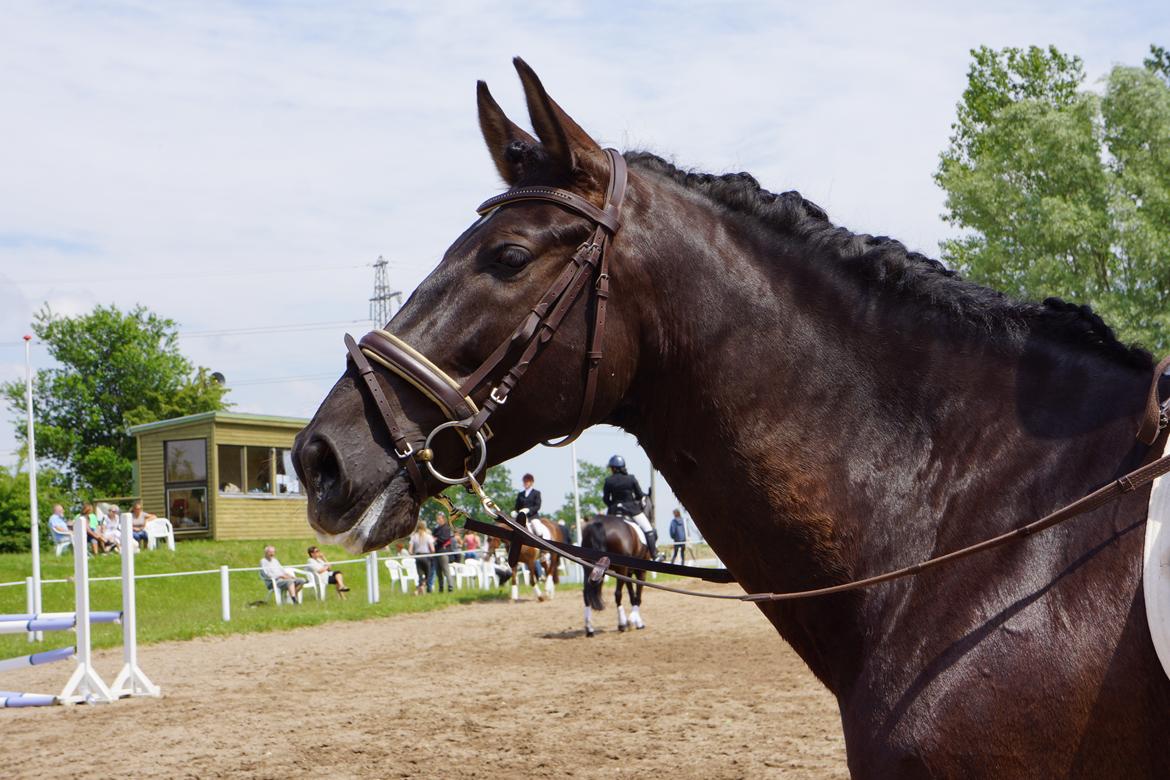 Pura Raza Española Divino XXXVIII billede 7