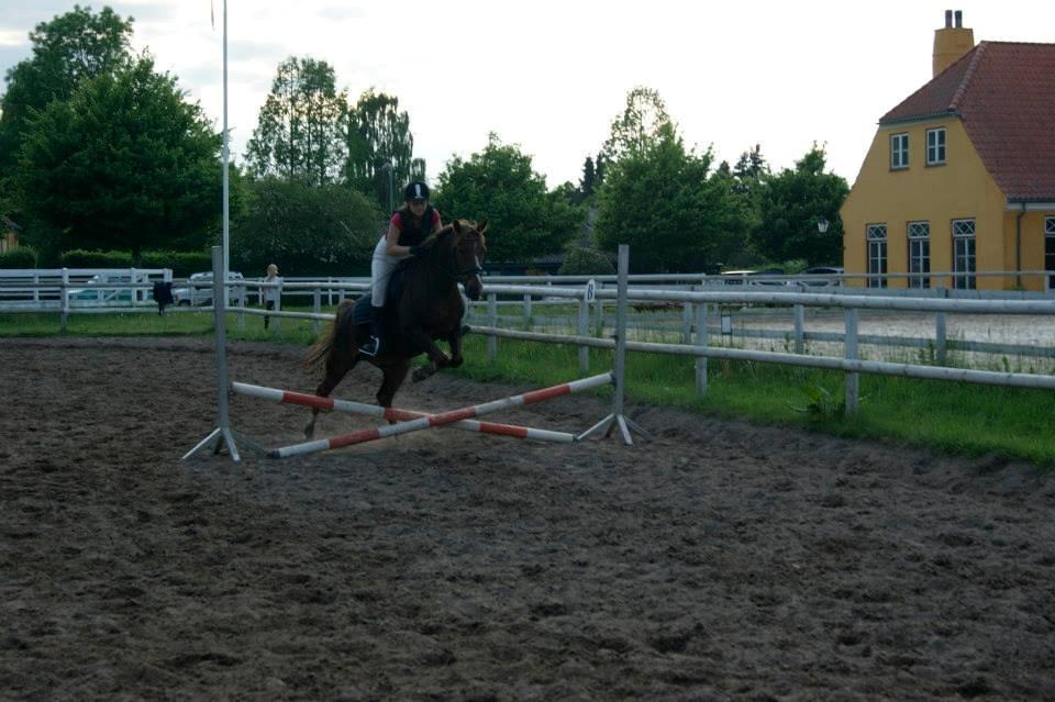 Anden særlig race Jamie billede 10