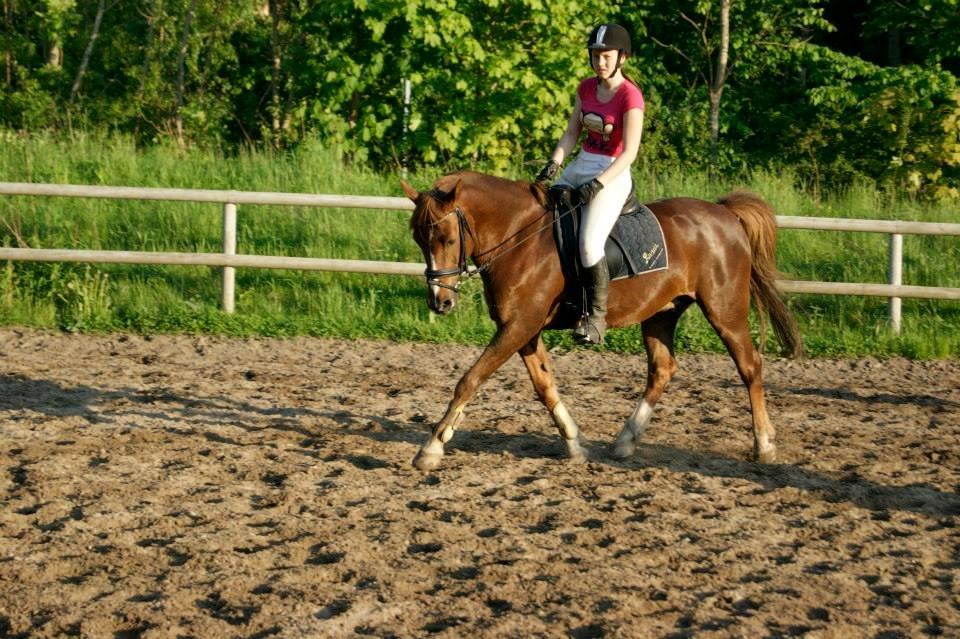 Anden særlig race Jamie billede 11
