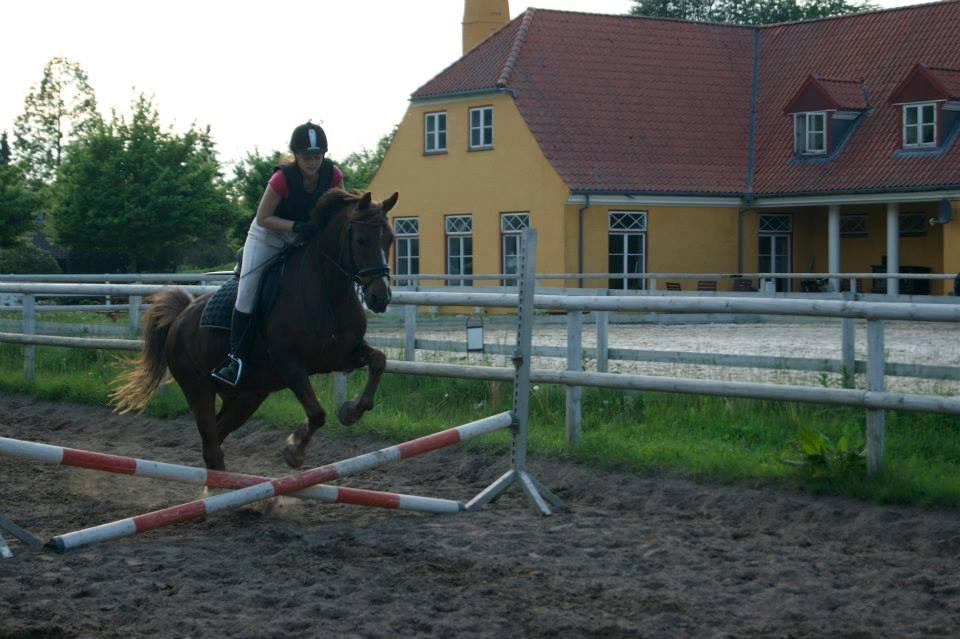 Anden særlig race Jamie billede 12