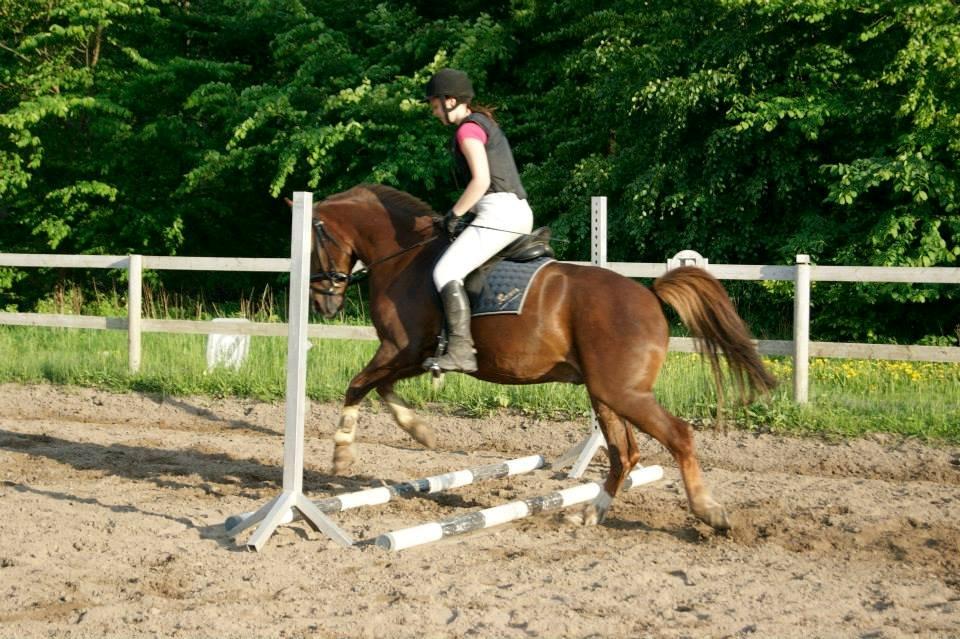 Anden særlig race Jamie billede 14