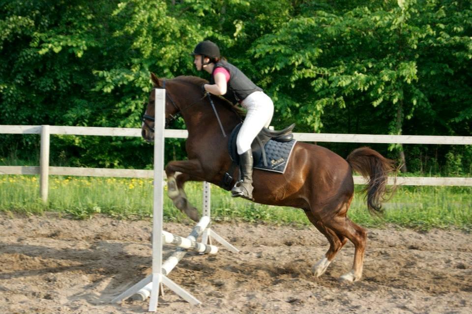 Anden særlig race Jamie billede 15