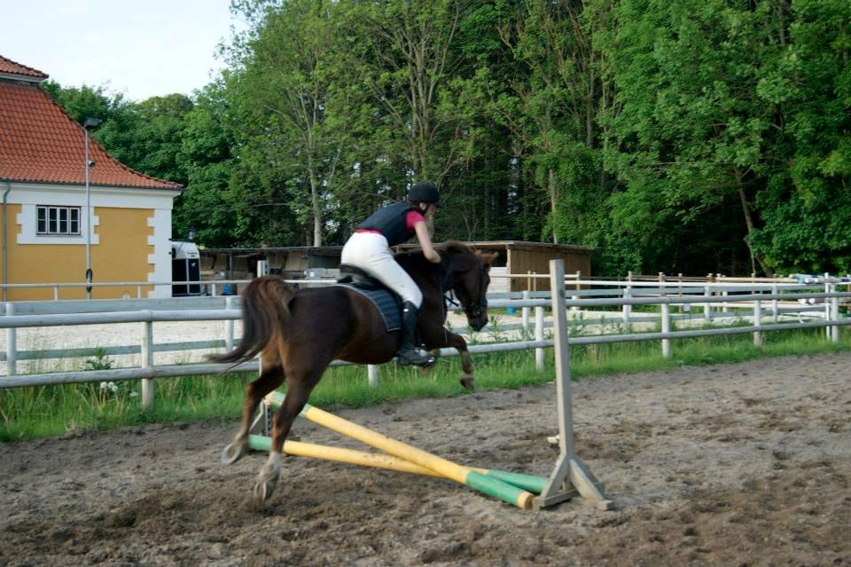 Anden særlig race Jamie billede 16