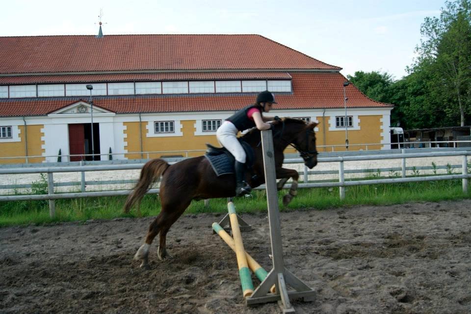 Anden særlig race Jamie billede 18