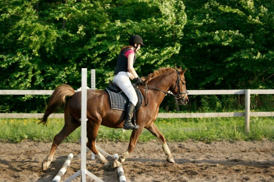 Anden særlig race Jamie billede 19