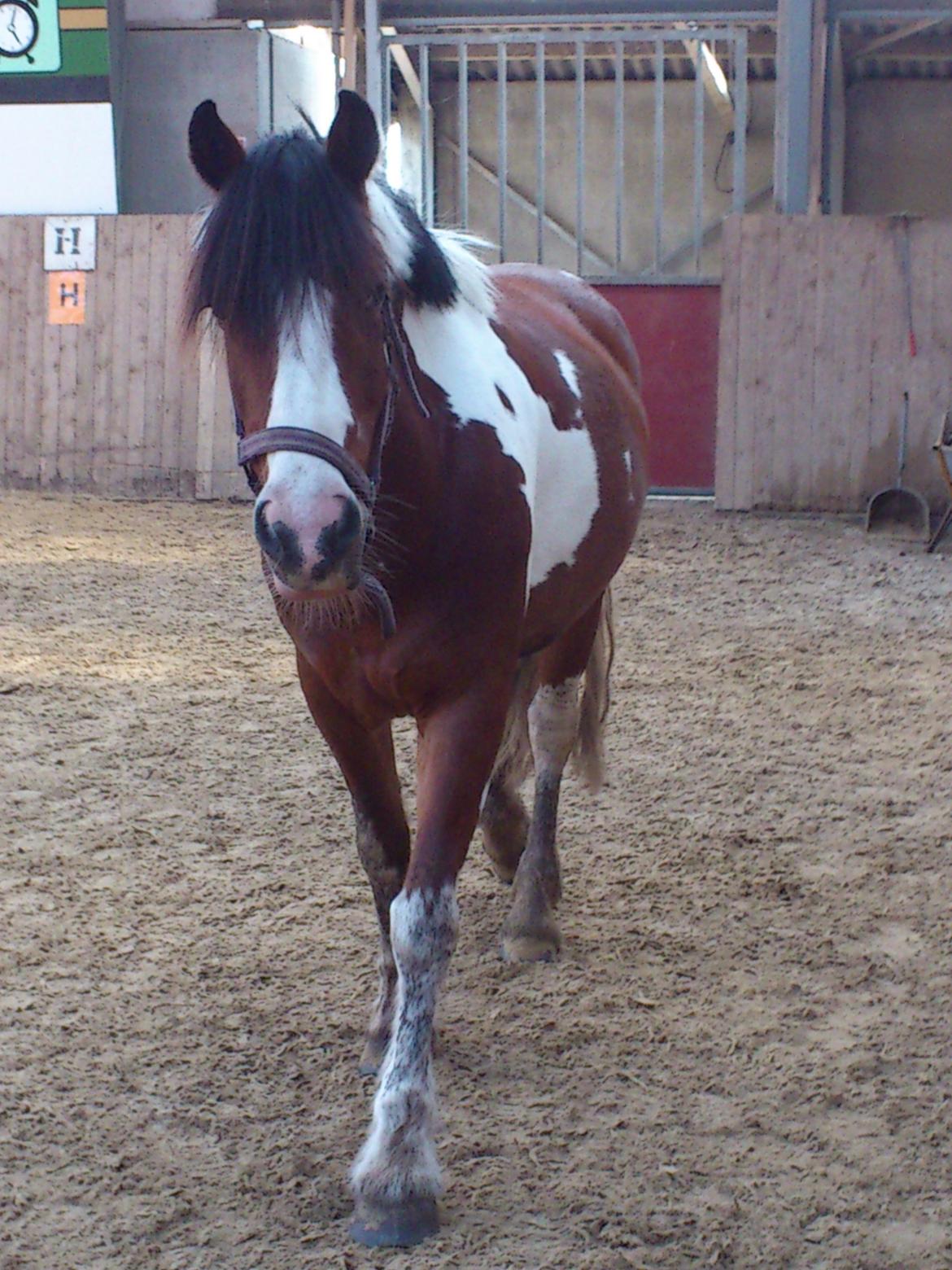Irish Cob Crossbreed South Lady View<3 billede 17