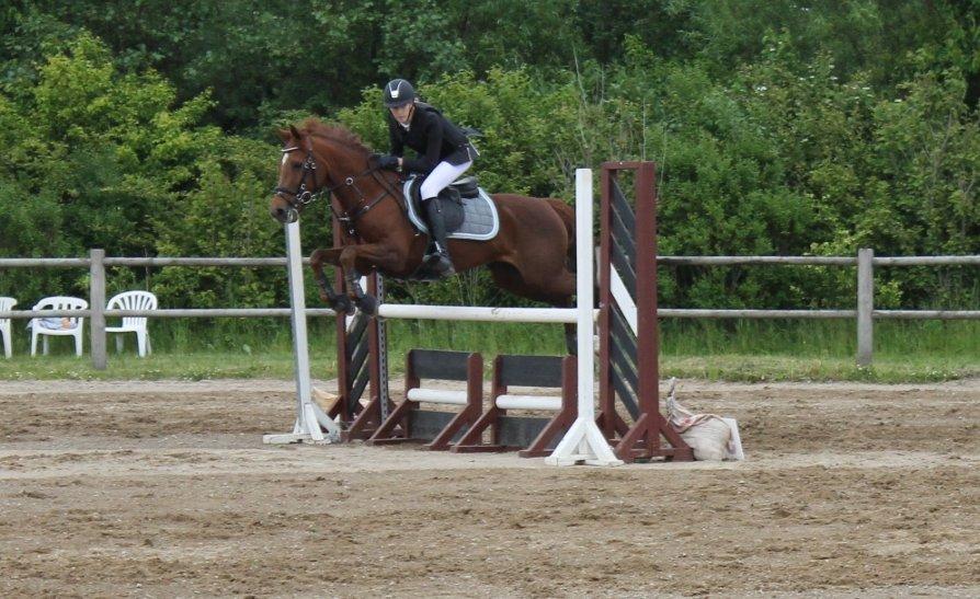 Anden særlig race Clements Penelope - Stjernen i Hedensted D. 15/06 LA* billede 29