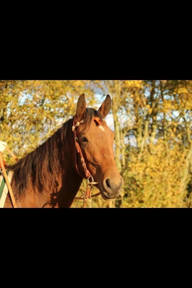 Quarter Spirit Of Jewel billede 1