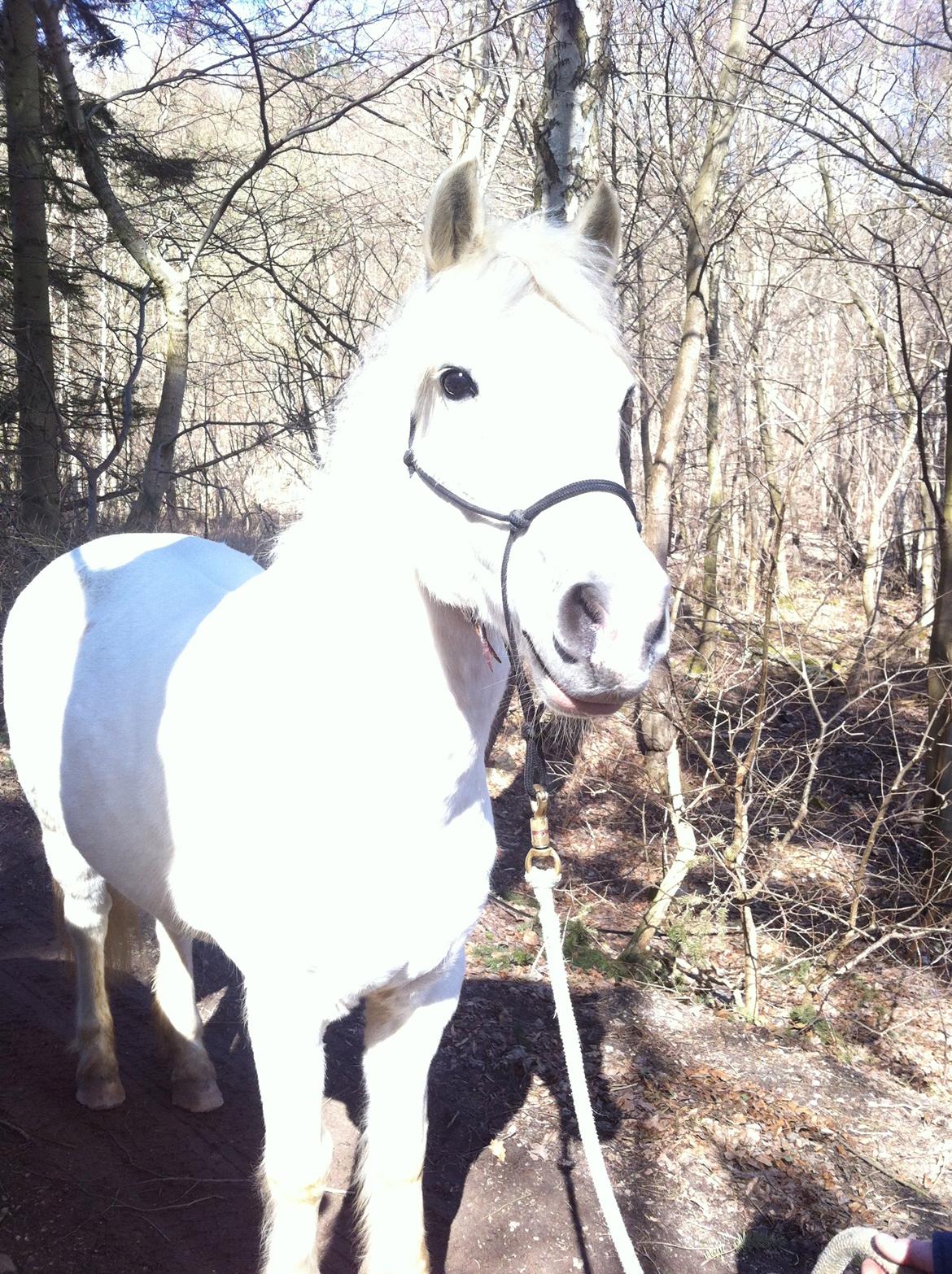 Connemara Gangster *•my soulmate•* - Træktur i skoven! :-) billede 12