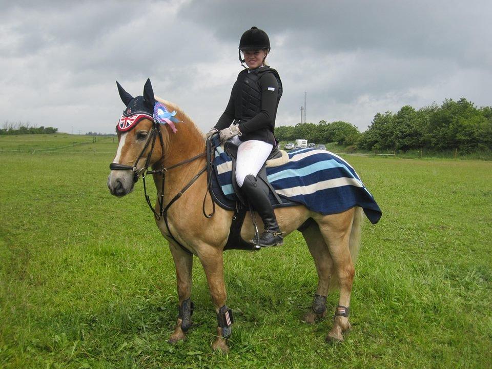 Haflinger Alvaro - SOLGT - 0 fejl i 40 cm. for hest - Alvaros første springstævne :-) billede 14