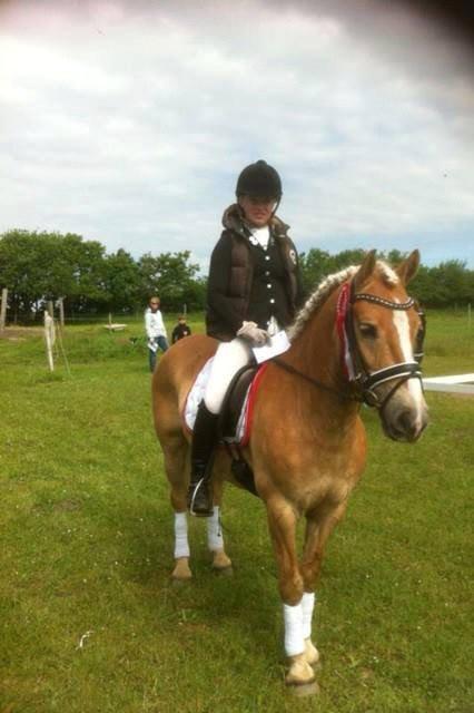 Haflinger Alvaro - SOLGT - 1. plads i LC1-A med 68,121 % :-) billede 15
