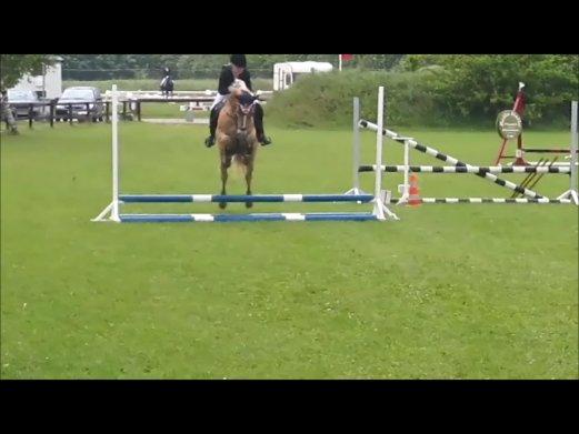 Haflinger Alvaro - SOLGT - Viser lige sin kapacitet til langt højere klasser, end de 40 cm. jeg havde meldt ham til :D billede 16