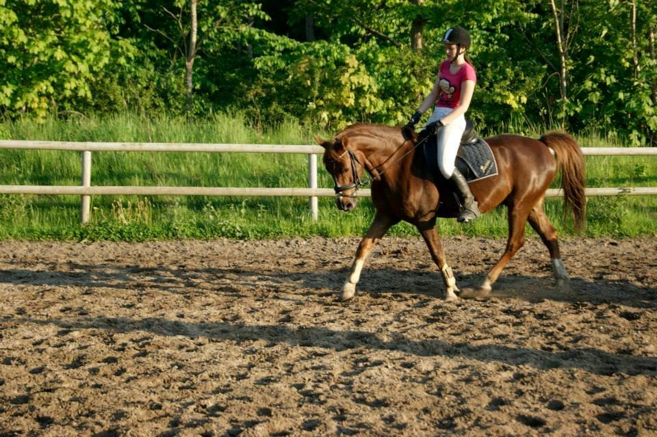 Anden særlig race Jamie billede 20