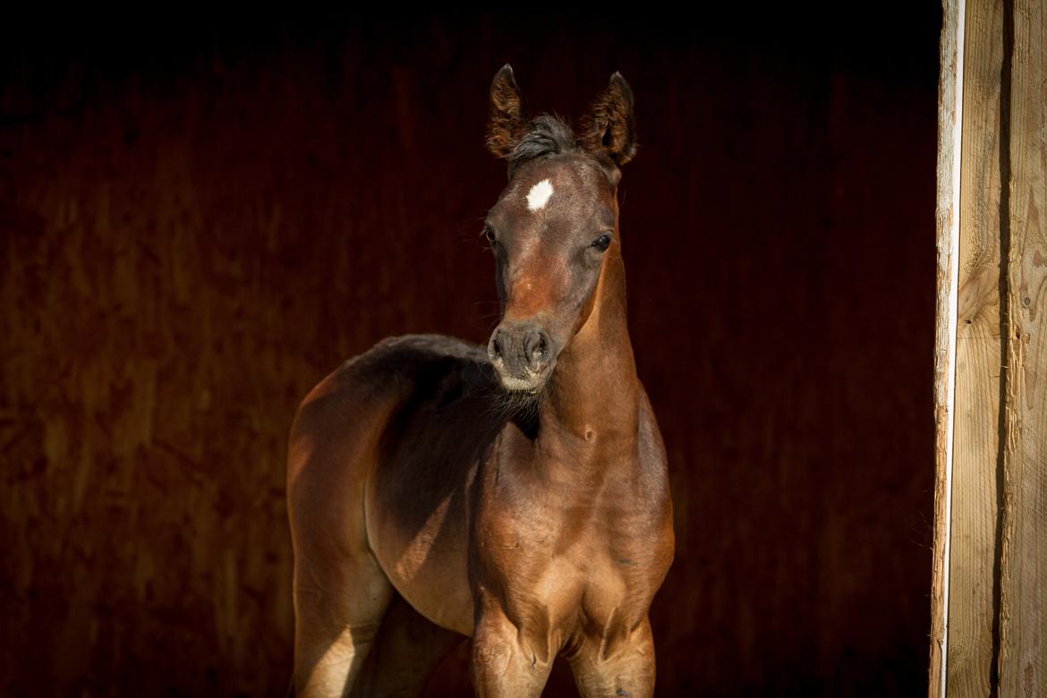 Arabisk fuldblod (OX) SAF Jamar Z - 16. juni 2013 billede 9