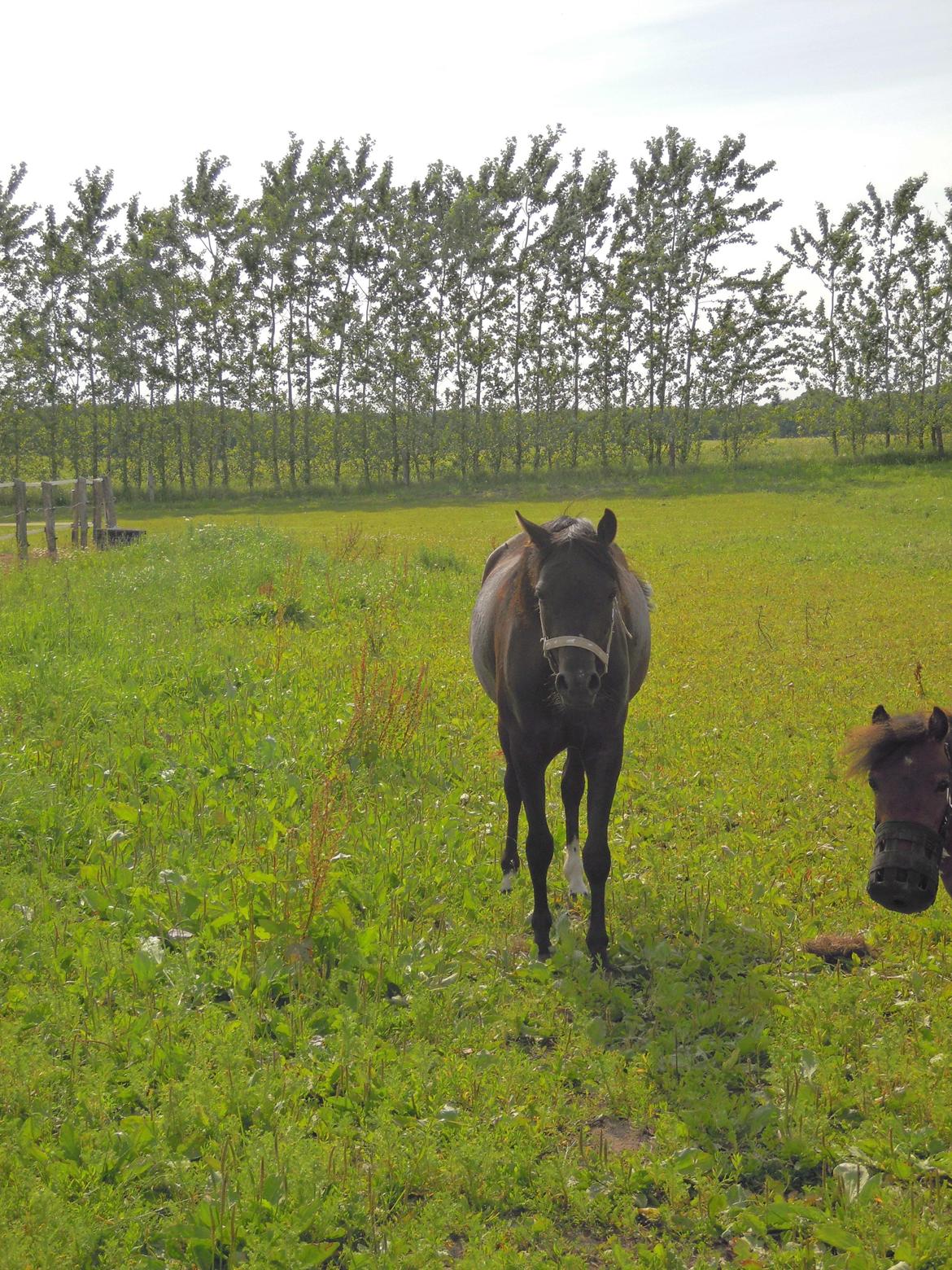 Welsh Partbred (Sec F) Soffy af Grysbæk billede 17