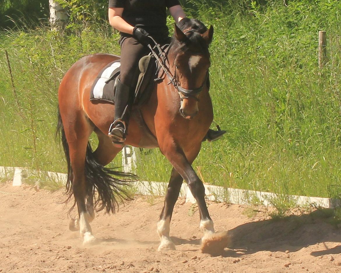 Welsh Cob (sec D) FRENDERUPGÅRDS AKITA billede 15