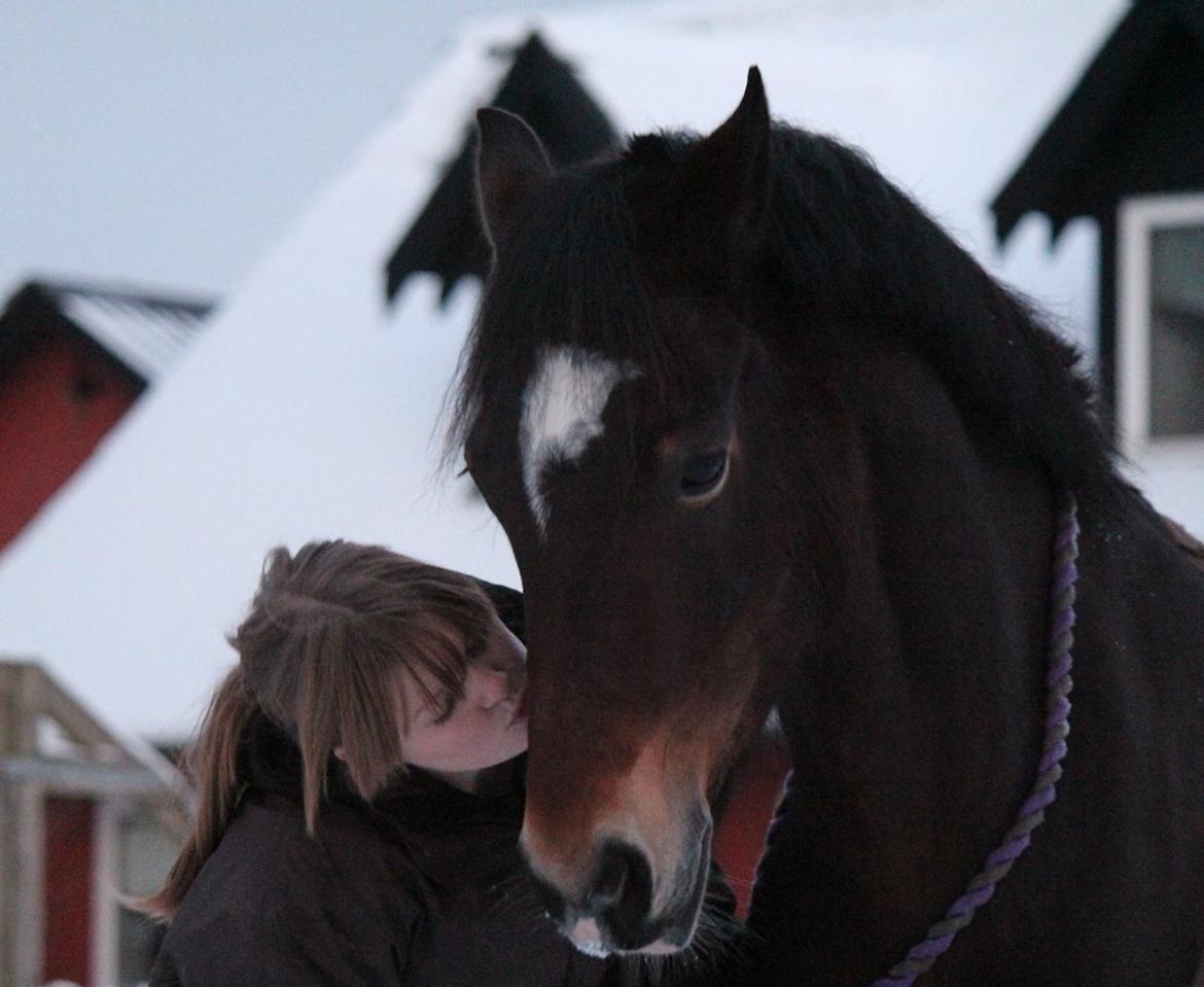 Welsh Cob (sec D) FRENDERUPGÅRDS AKITA billede 16