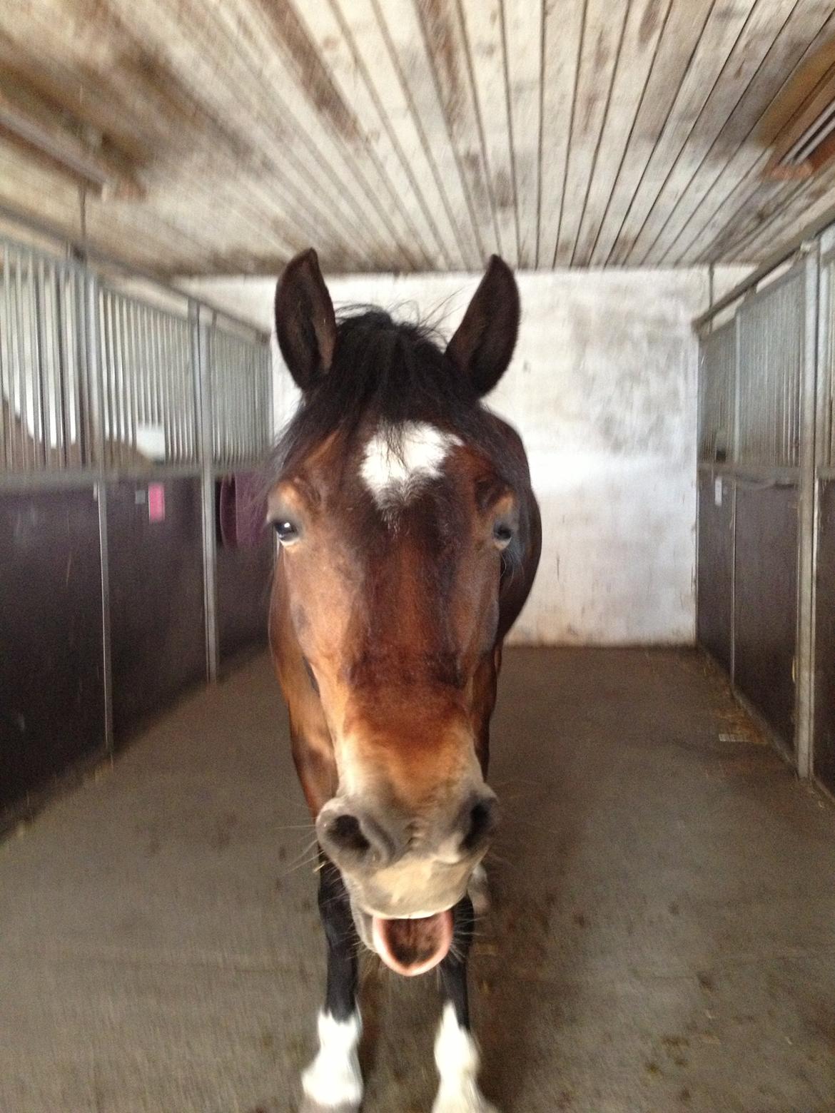 Welsh Cob (sec D) FRENDERUPGÅRDS AKITA billede 17