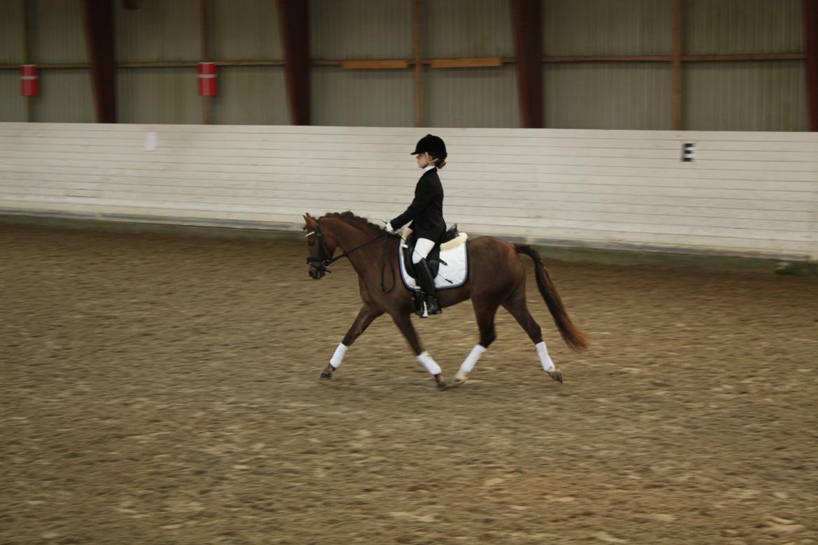 Welsh Pony (sec B) Stoak Laura (Stoakie) - Vores første stævne sammen billede 13