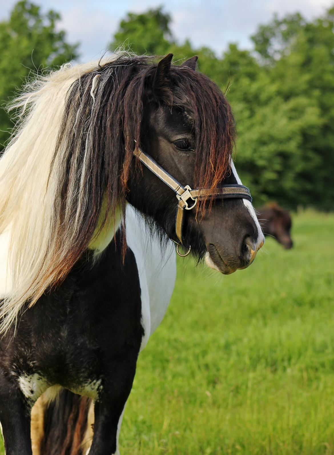 Tinker Lady Harmonie - Juni 13
 billede 16