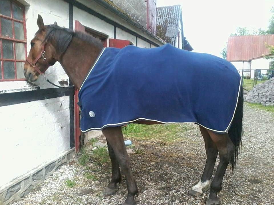 Traver Happy Day Rex (Zulu) billede 14