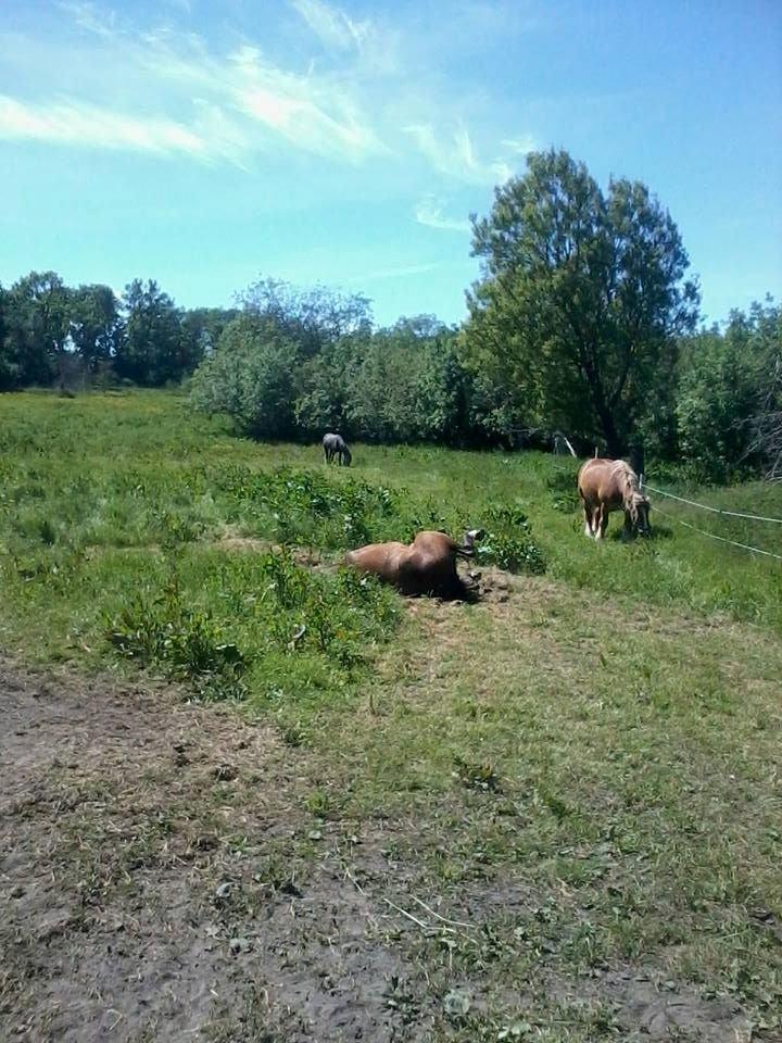Traver Happy Day Rex (Zulu) - Zulu er væltet :D billede 15