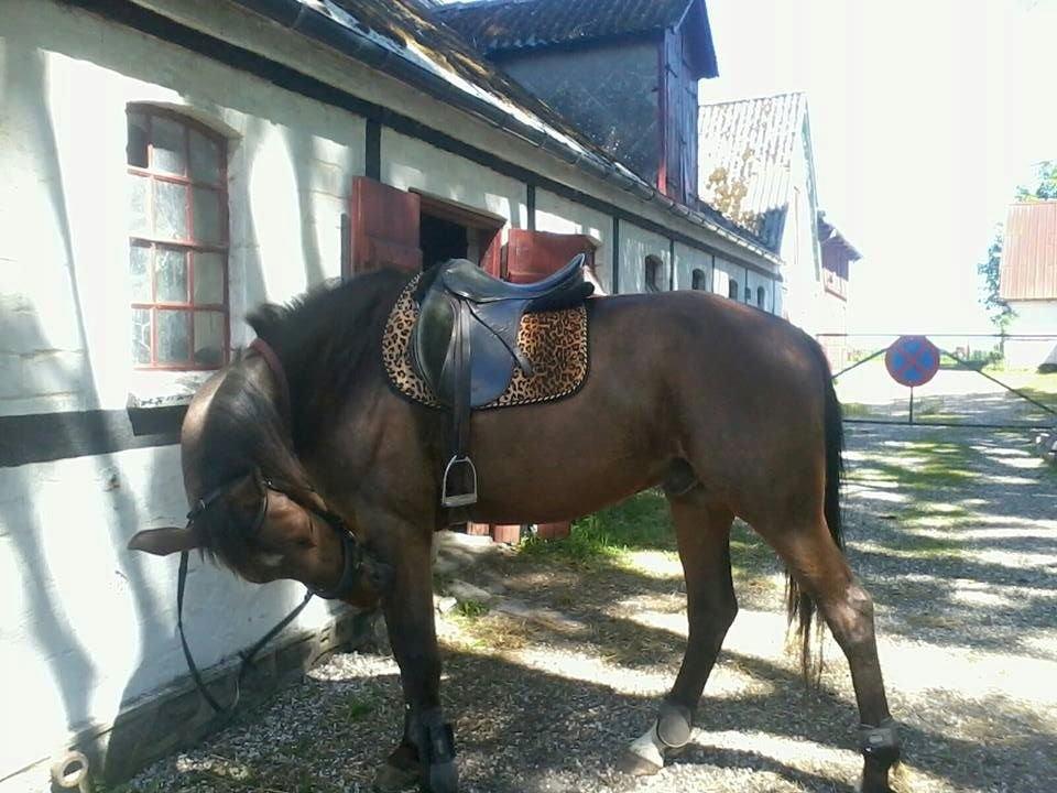 Traver Happy Day Rex (Zulu) billede 16