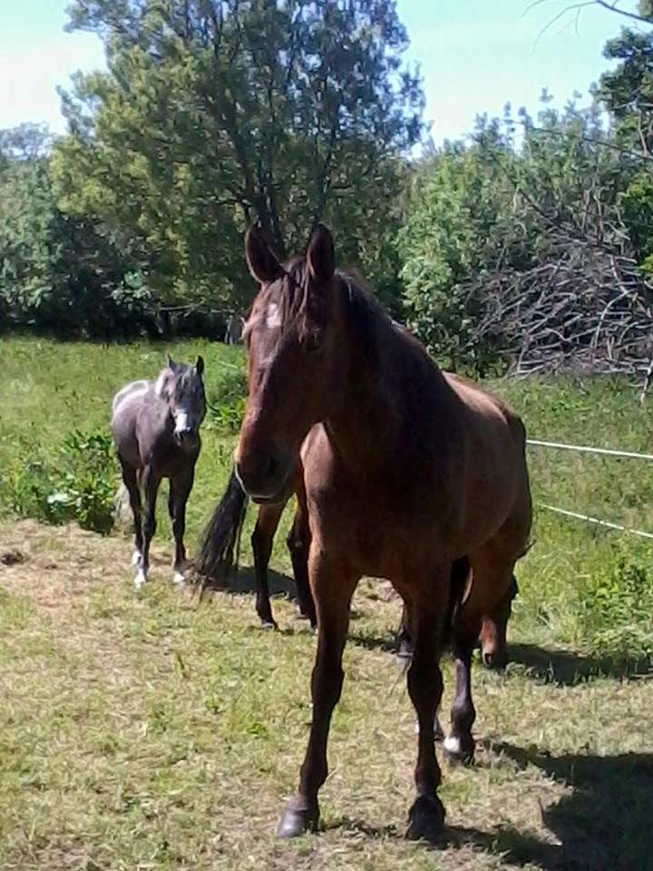 Traver Happy Day Rex (Zulu) billede 17