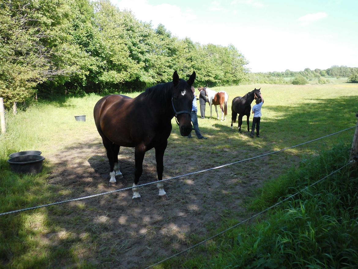 Holstener LIKA AF KONGEÅDAL - Licka elsker at være på græs, og elsker at blive nusset hvis der følger en godbid med ;) billede 2