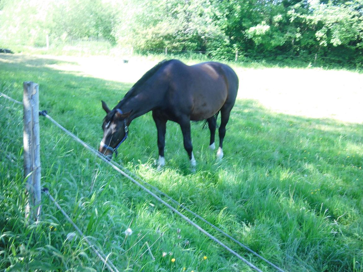 Holstener LIKA AF KONGEÅDAL - nyder varmen og det dejlige grønne græs ;) billede 3