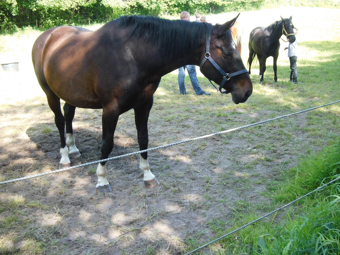 Holstener LIKA AF KONGEÅDAL - nogen der har nogen godbider er klar billede 4