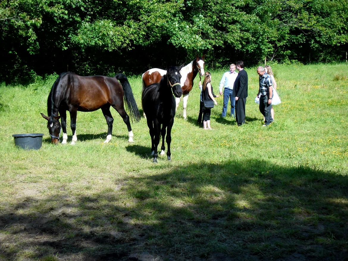 Holstener LIKA AF KONGEÅDAL - Lika og hendes venner nyder at blive nusset billede 5