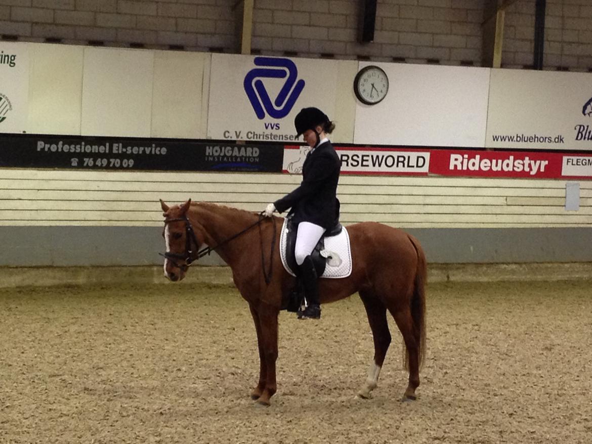 Tysk Sportspony Kuli´s Andromeda - stævne la1 med Elisabeth billede 5