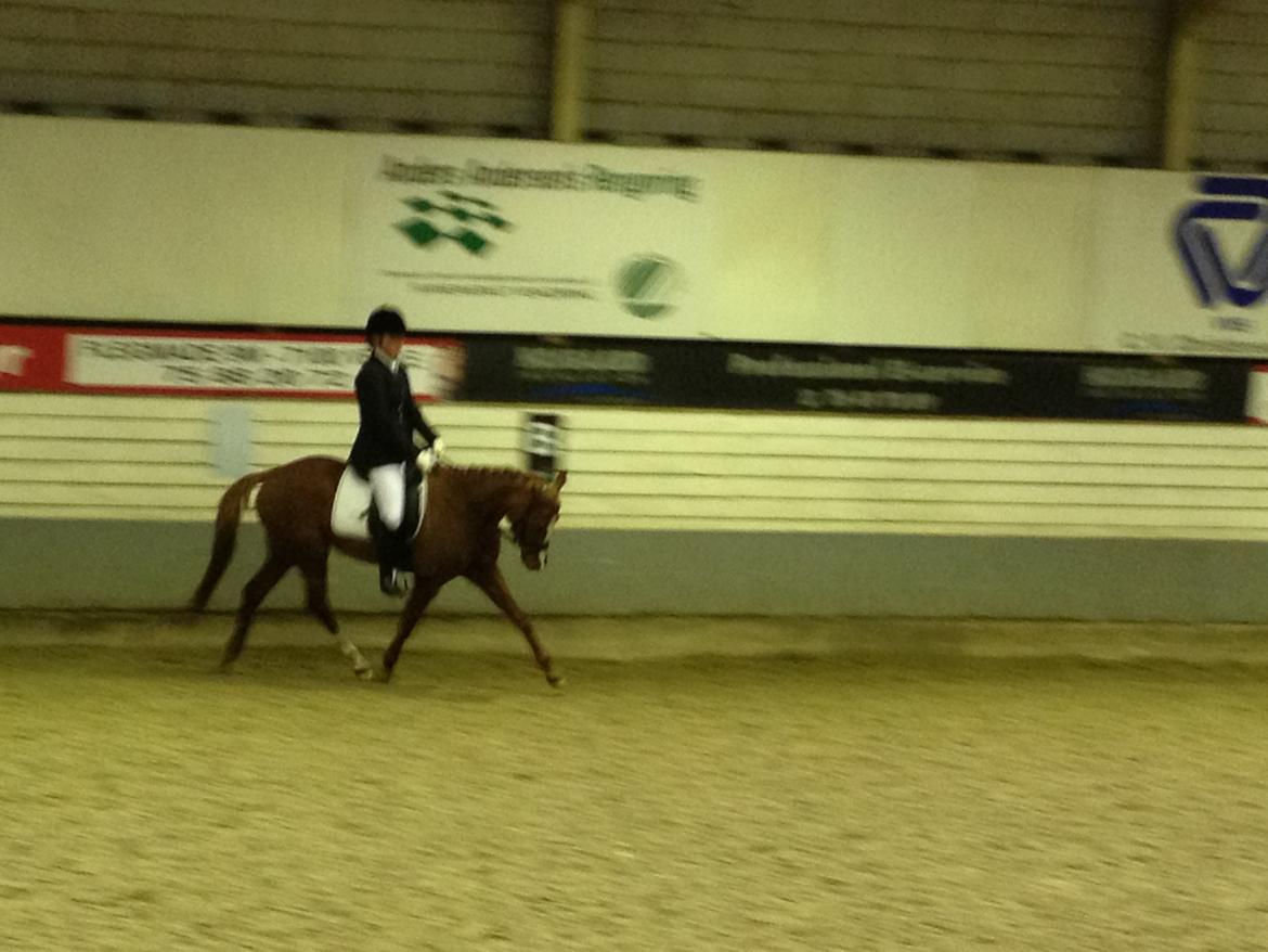 Tysk Sportspony Kuli´s Andromeda billede 6