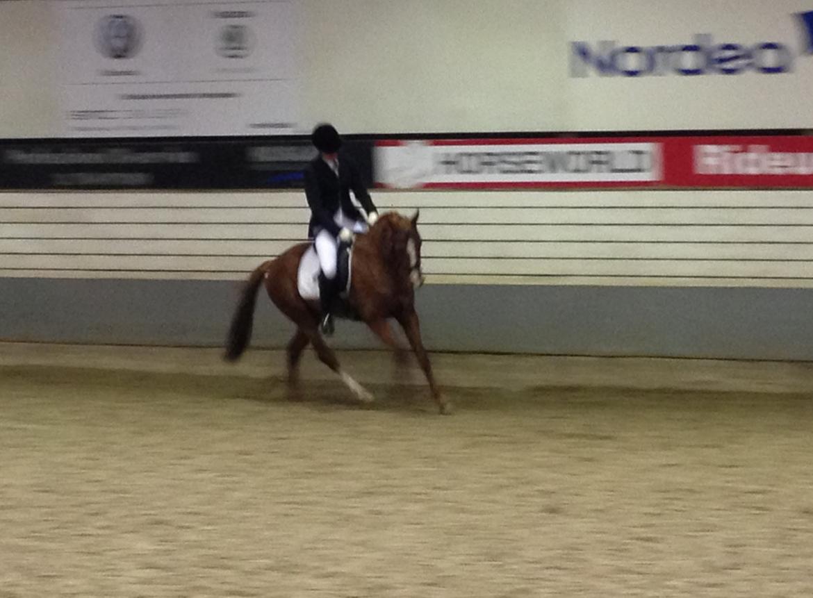 Tysk Sportspony Kuli´s Andromeda billede 7