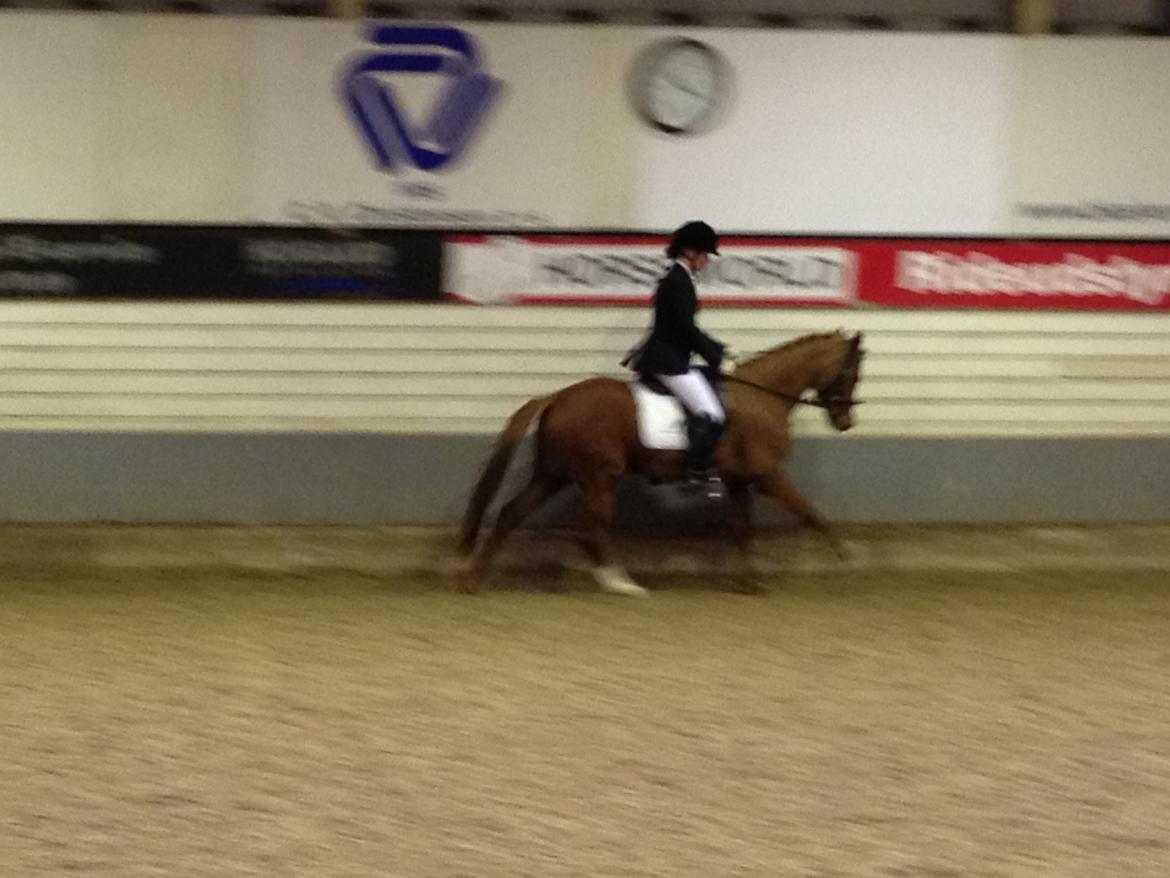 Tysk Sportspony Kuli´s Andromeda billede 8