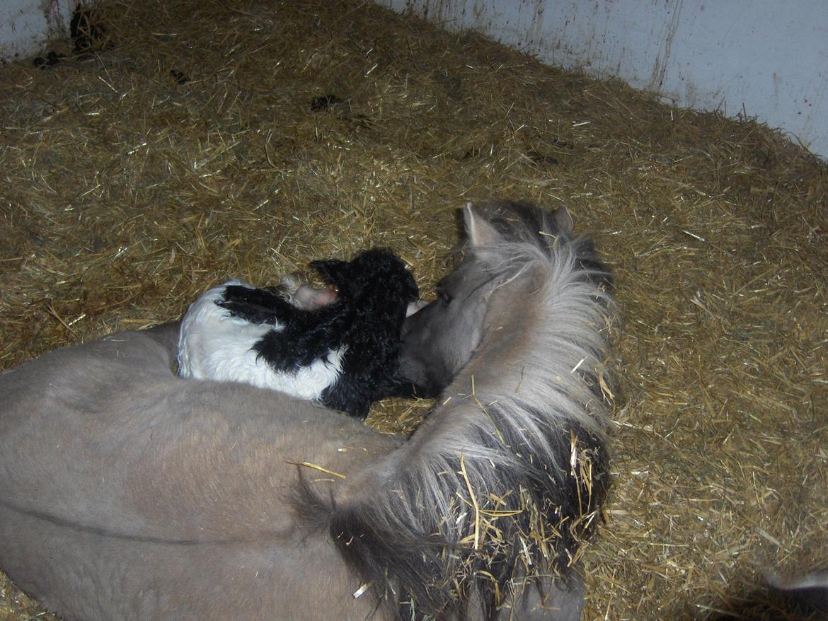 Shetlænder Pindstruphavens Amy - Mor og datter! billede 17