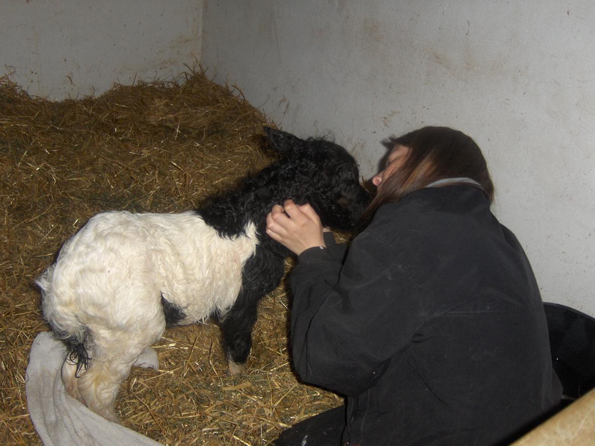 Shetlænder Pindstruphavens Amy - Den søde og mig ! billede 18