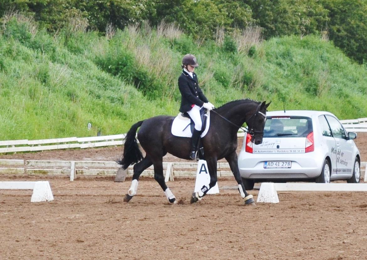 Anden særlig race Lady Gaga billede 1