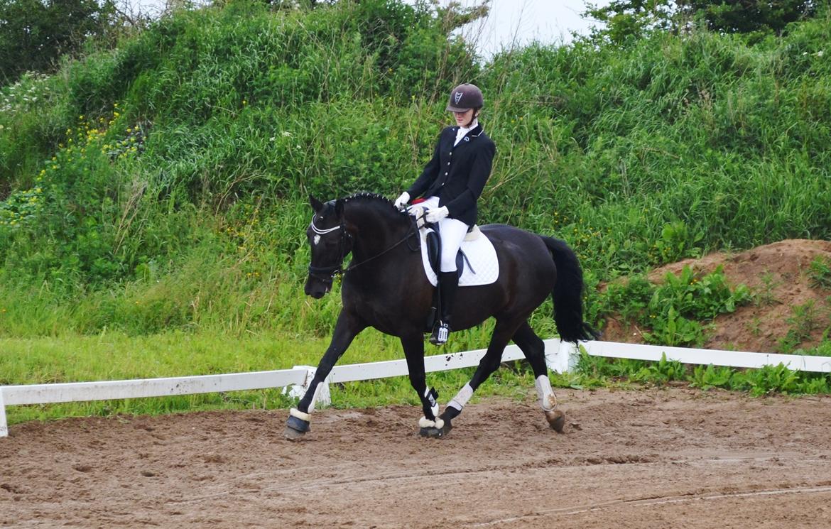 Anden særlig race Lady Gaga billede 7