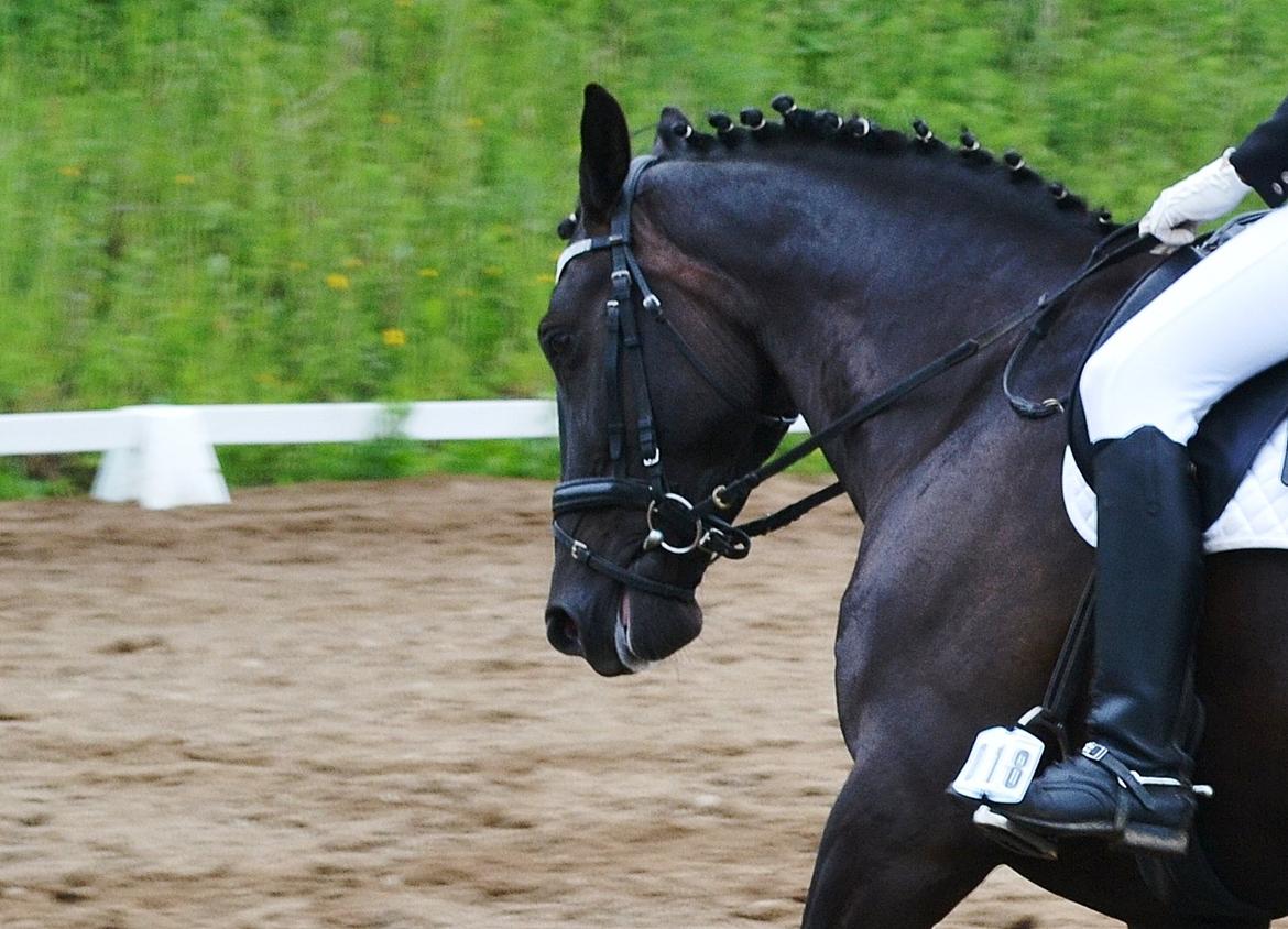 Anden særlig race Lady Gaga billede 9