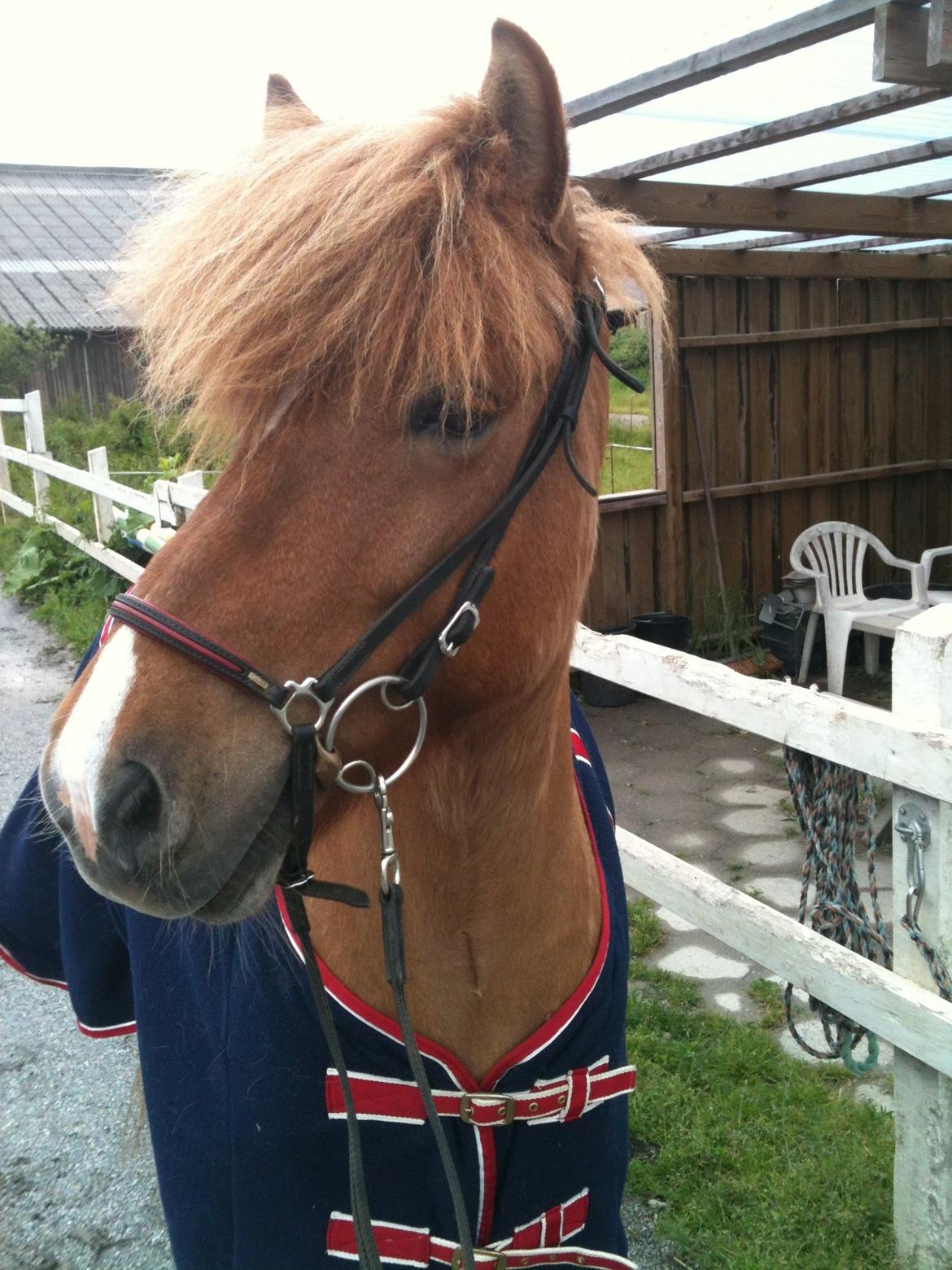 Islænder Kvistur fra Merkivoll (solgt) billede 15