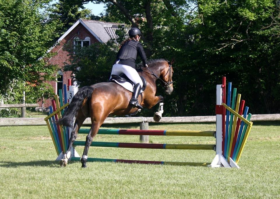 Dansk Varmblod Bakkegaarden's jasmin billede 12